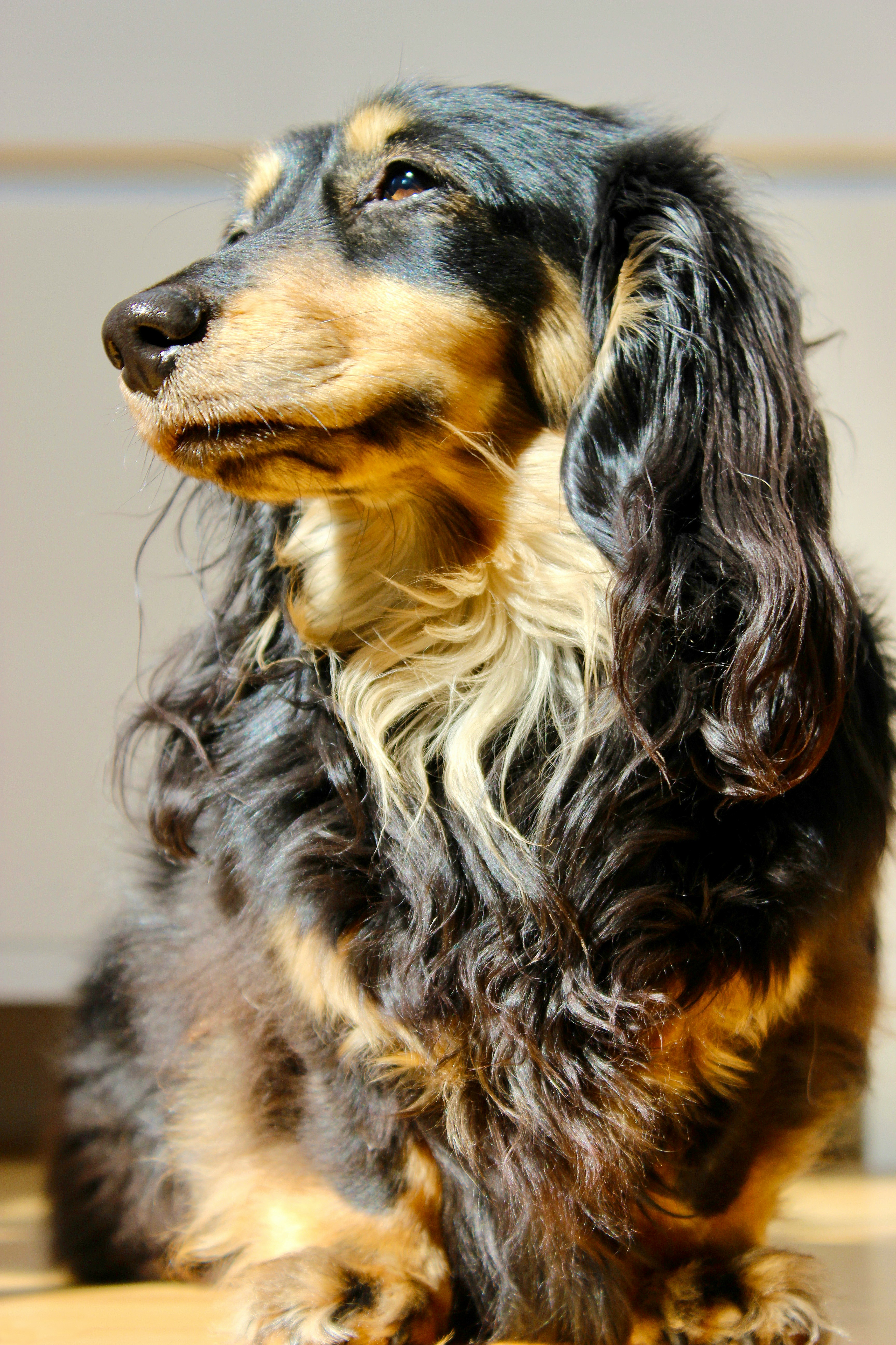 Chien en zoothérapie