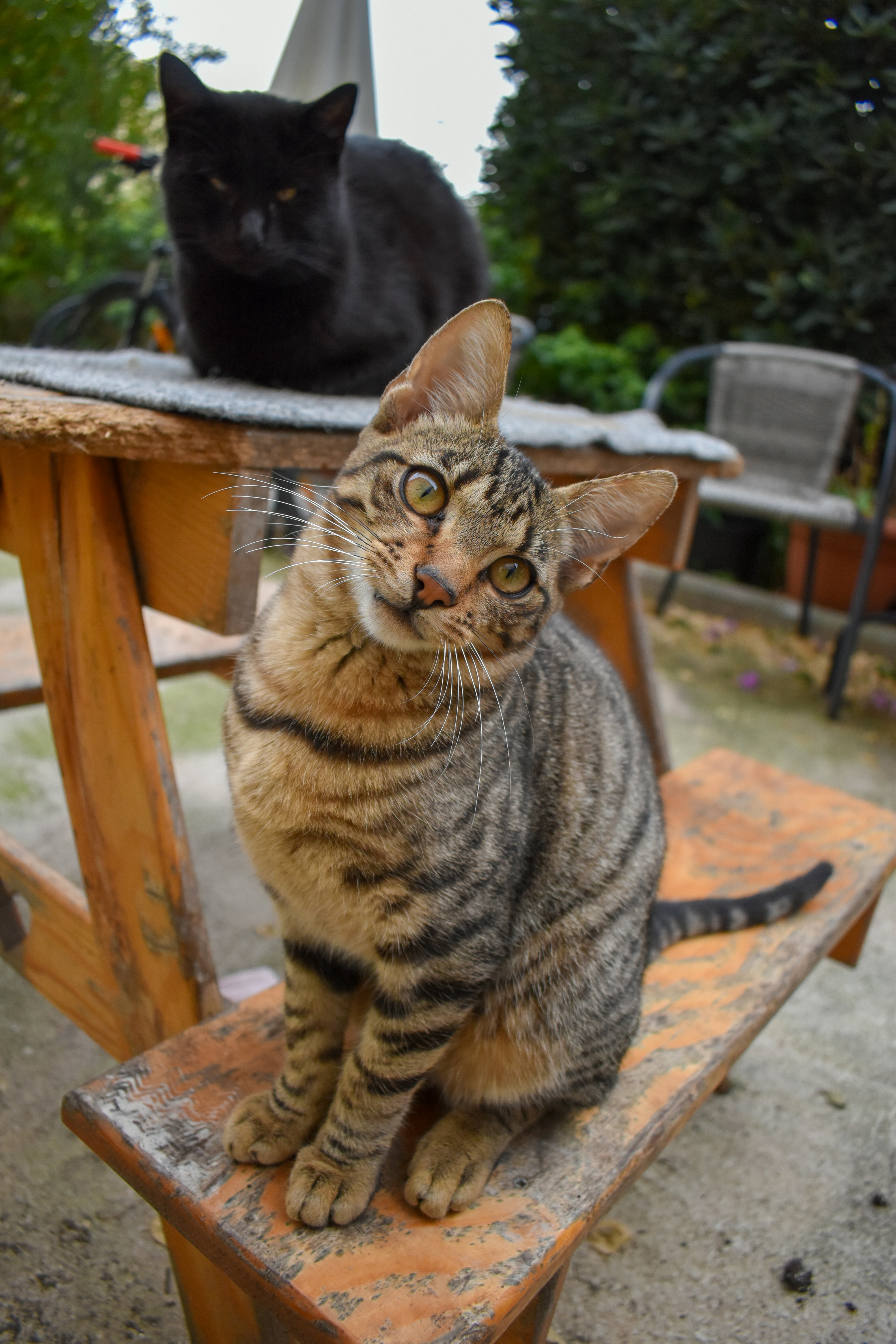 Chat en zoothérapie