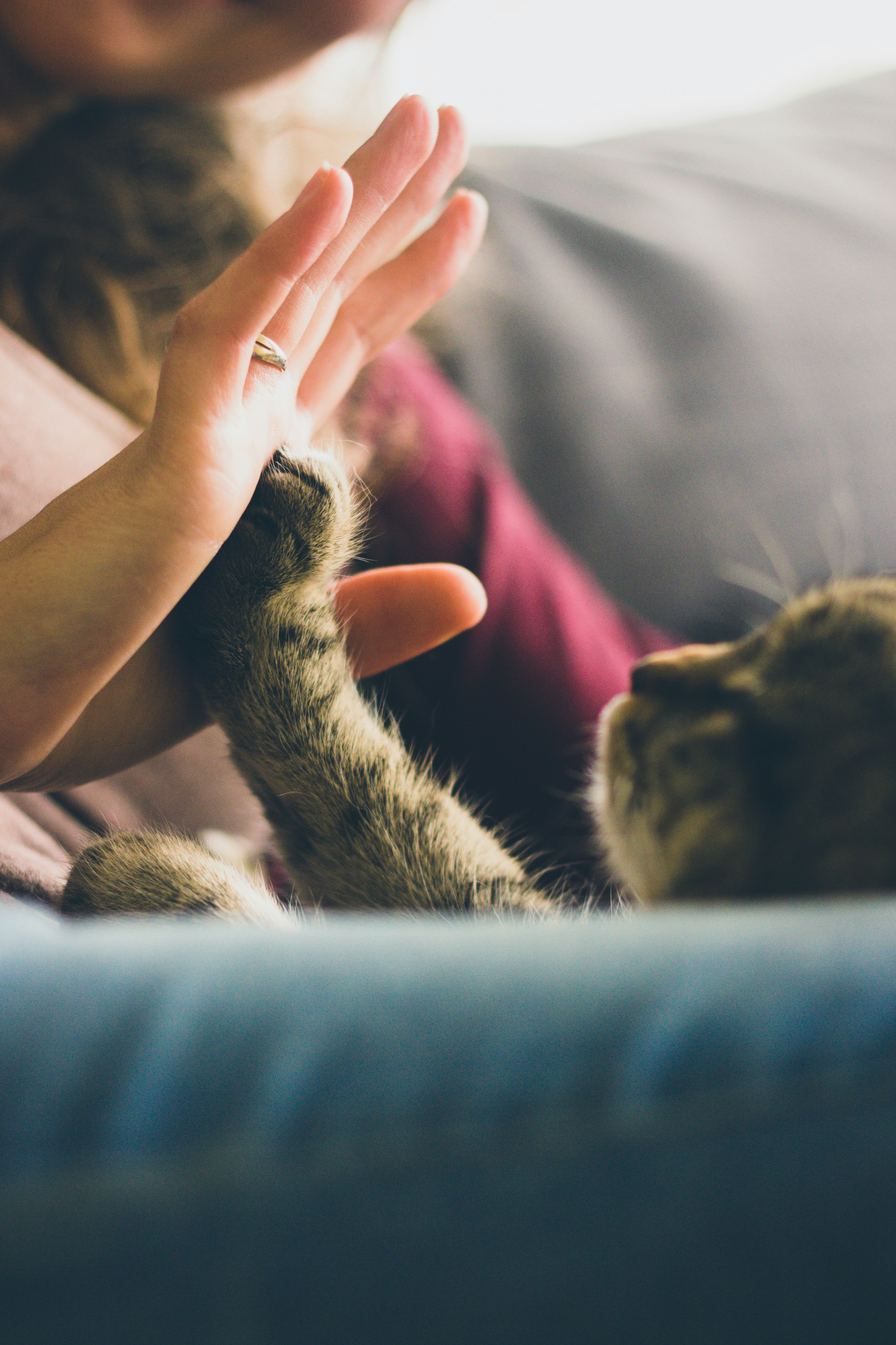 Main et patte de chat — interaction douce en médiation