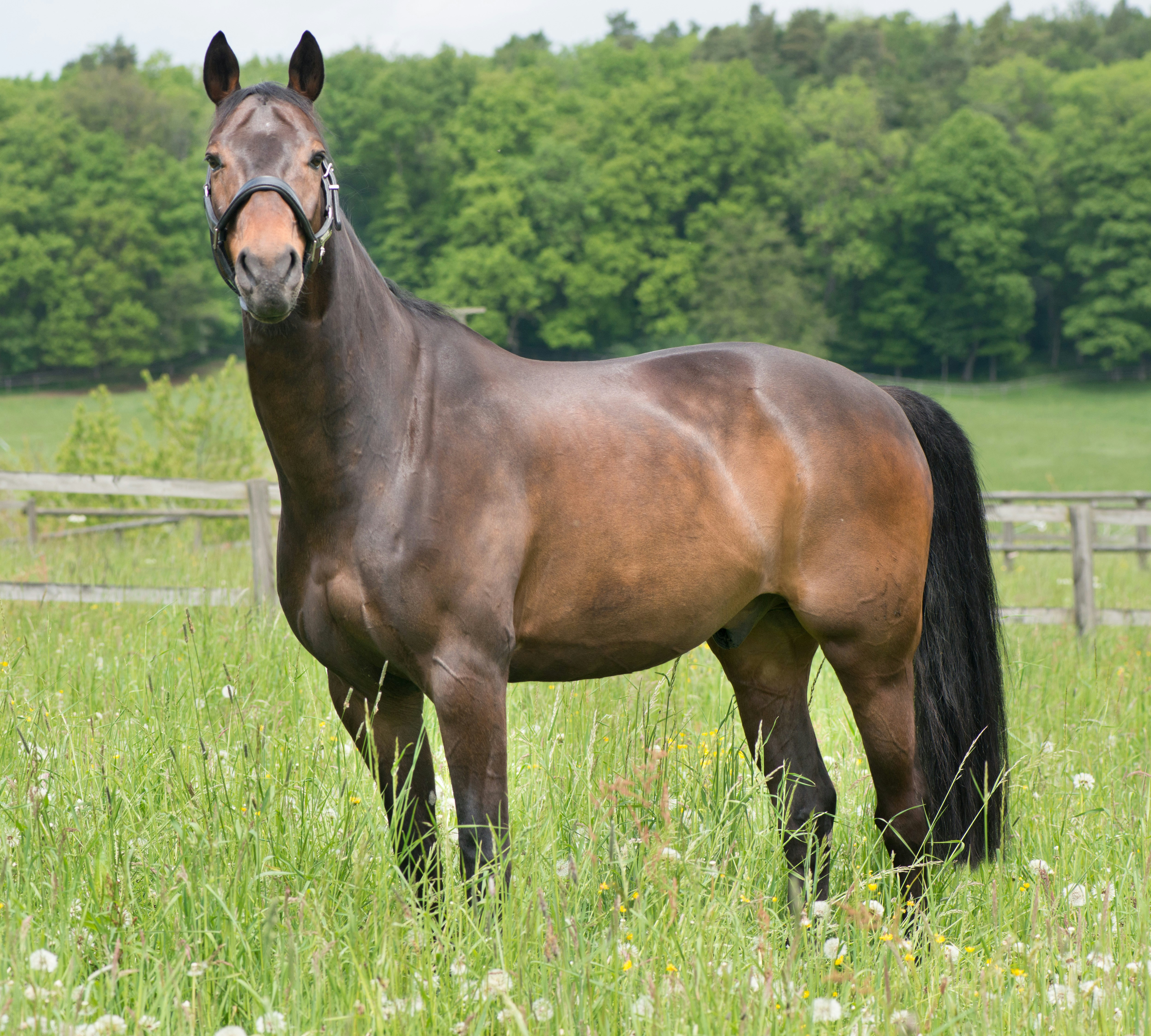Cheval calme dans un pré — médiation équine