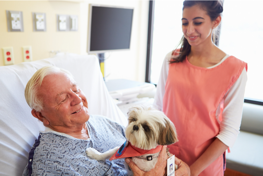 Visite de médiation animale à l’hôpital : personne âgée et petit chien
