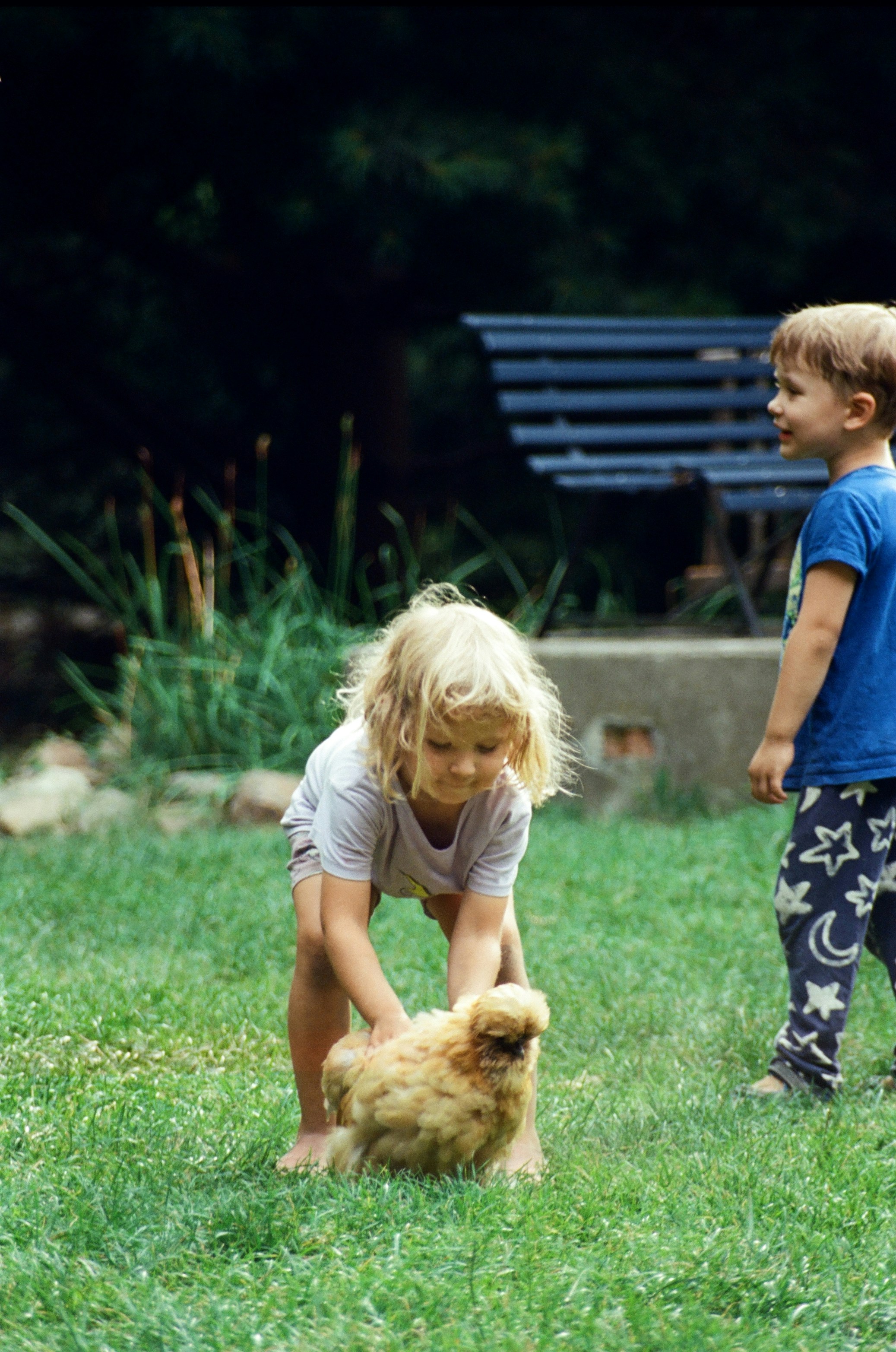 Interaction d’enfants avec une poule en milieu extérieur