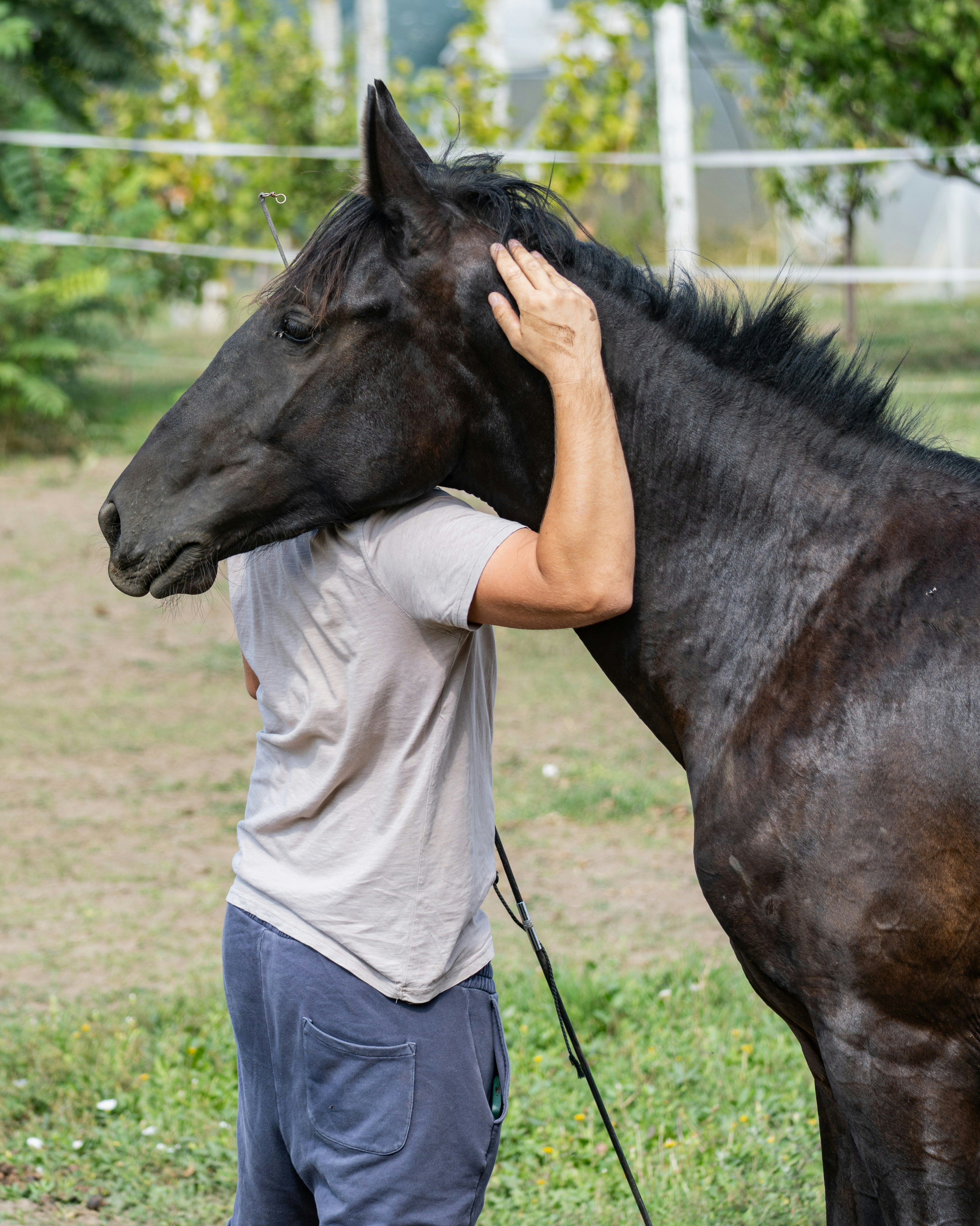 Centres de réadaptation & zoothérapie équine