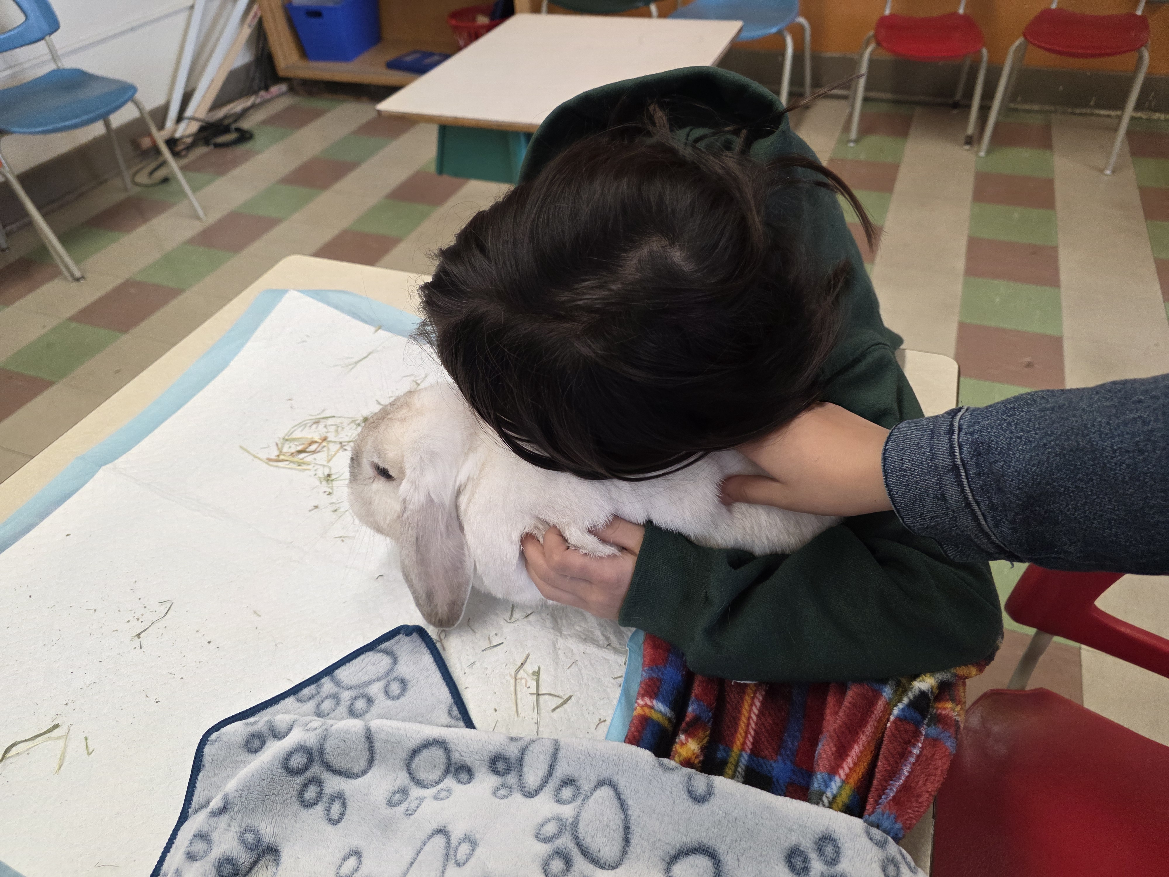 Zoothérapie pour classes spécialisées au Québec