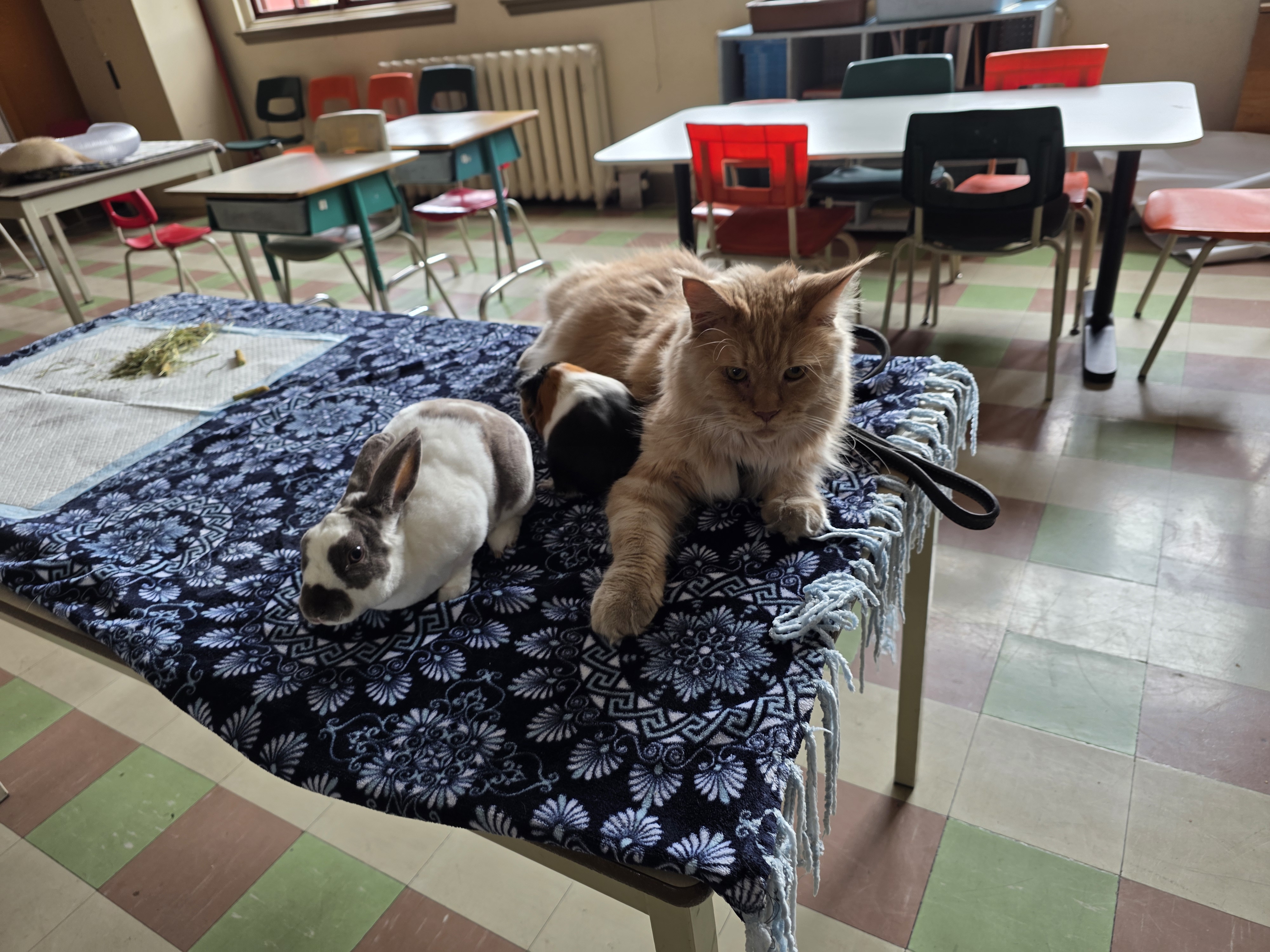 Zoothérapie pour écoles au Québec