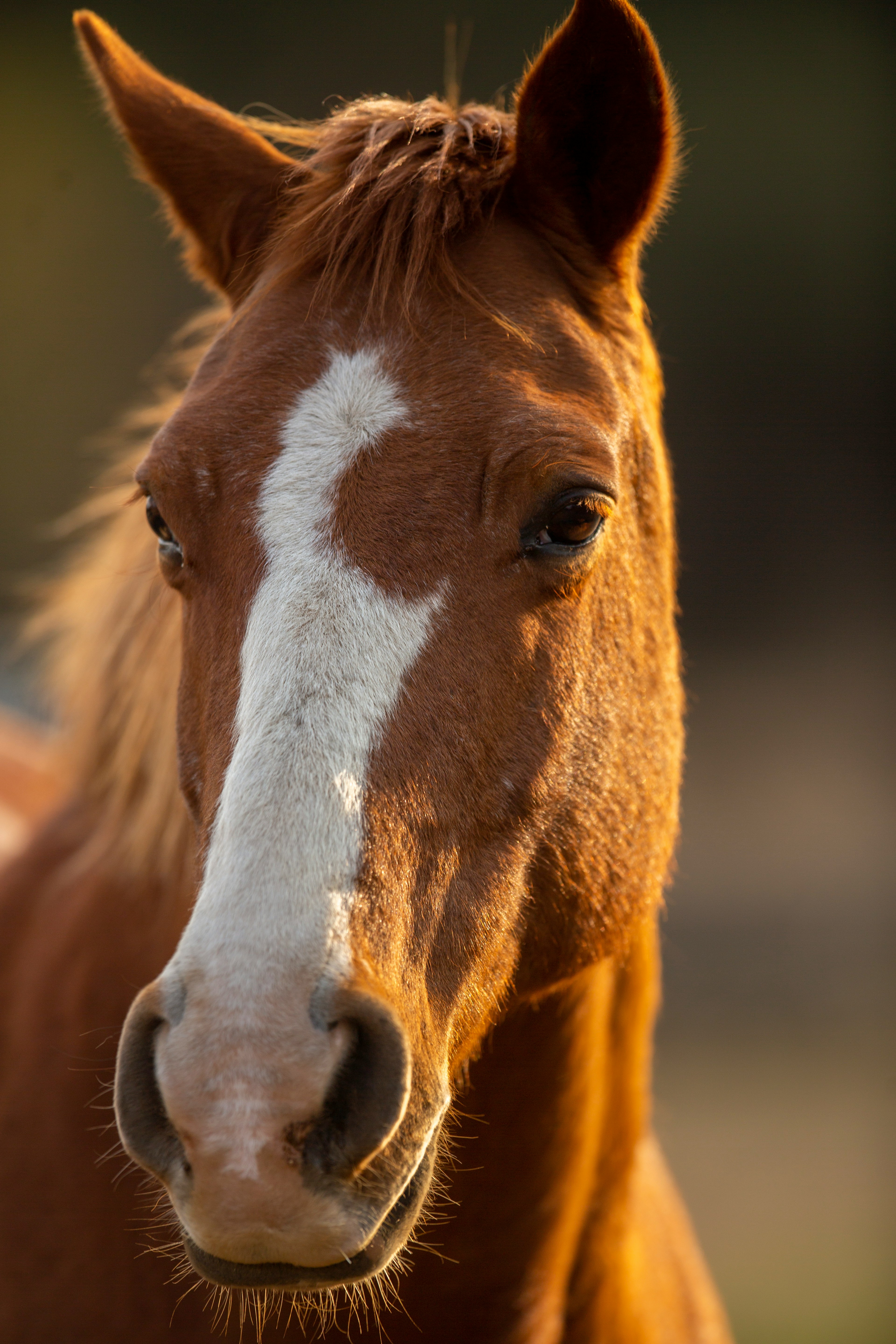 Cheval en zoothérapie