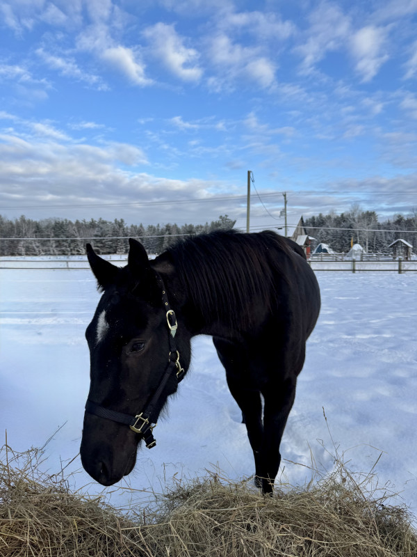 Chevaux