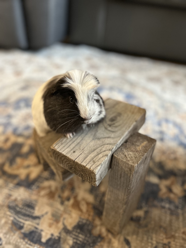 Oreo