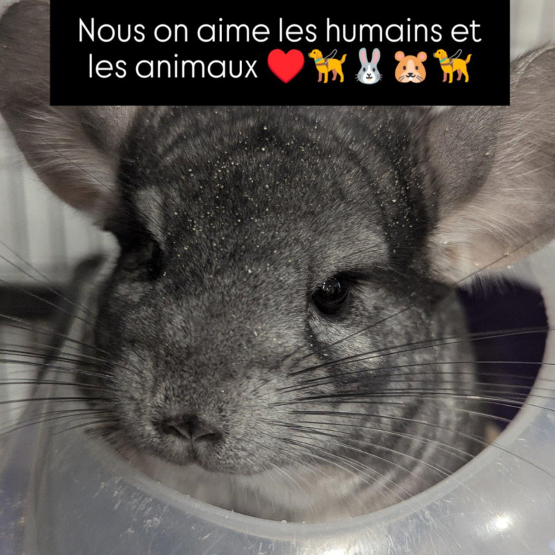 Simone