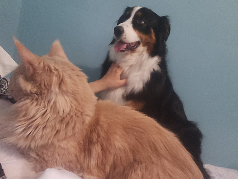 Photo de Rex et snoopy qui est un chiot de 3mois