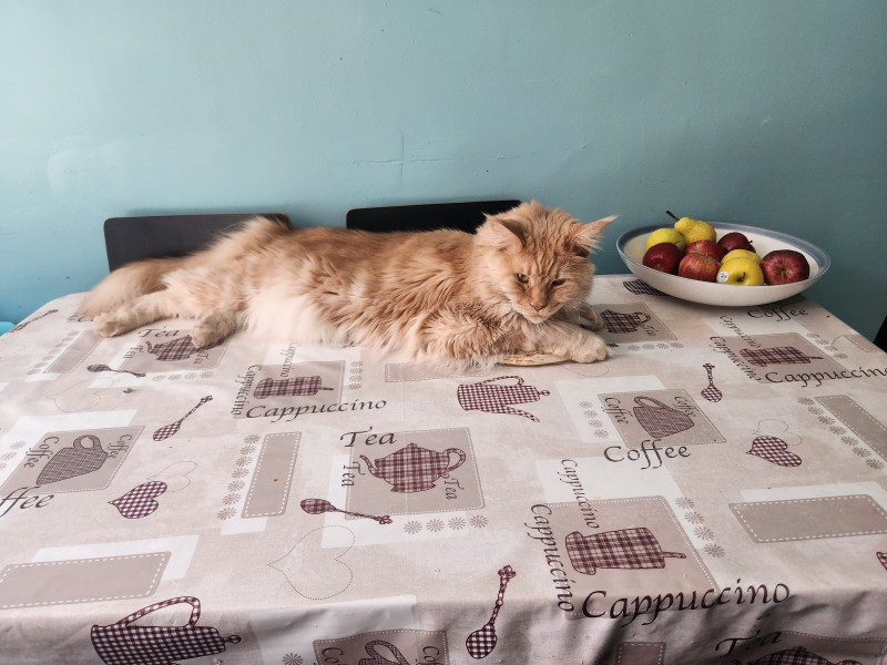 Photo de Simba