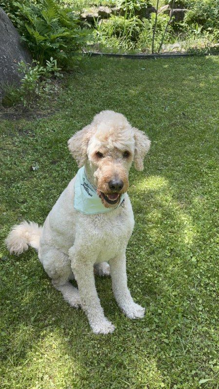 Photo de Merlin