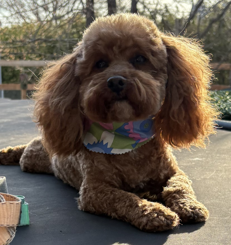 Photo de Nala
