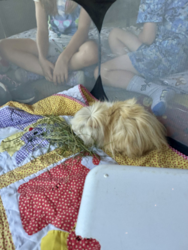 Photo de Penny