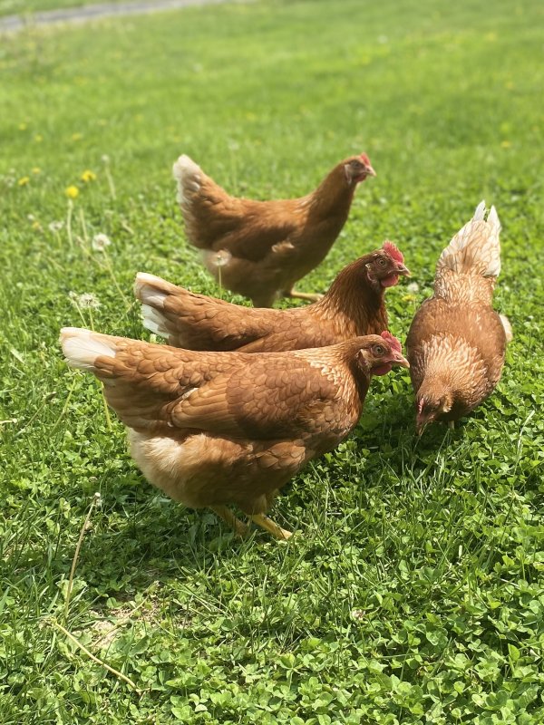 Photo de Georgette et ses amies
