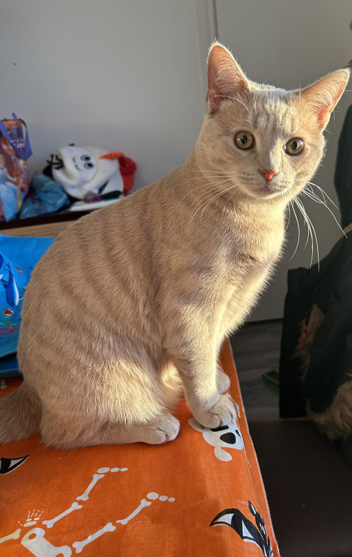 Photo de Simba