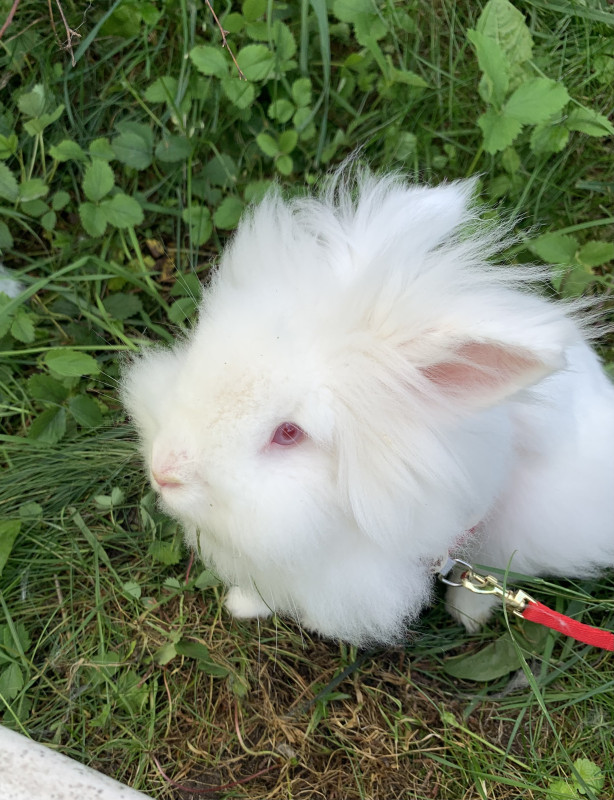 Photo de Sir Bergamot