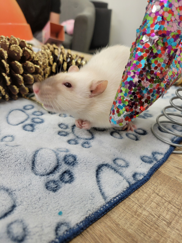 Photo de Sablé, biscotte, oréo et brownie