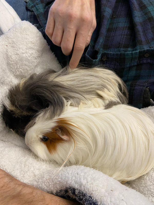 Photo de Boulette & nugget