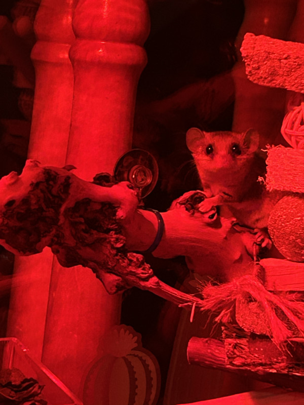 Photo de Oreo, Amy-Rose, Lilith et Angel
