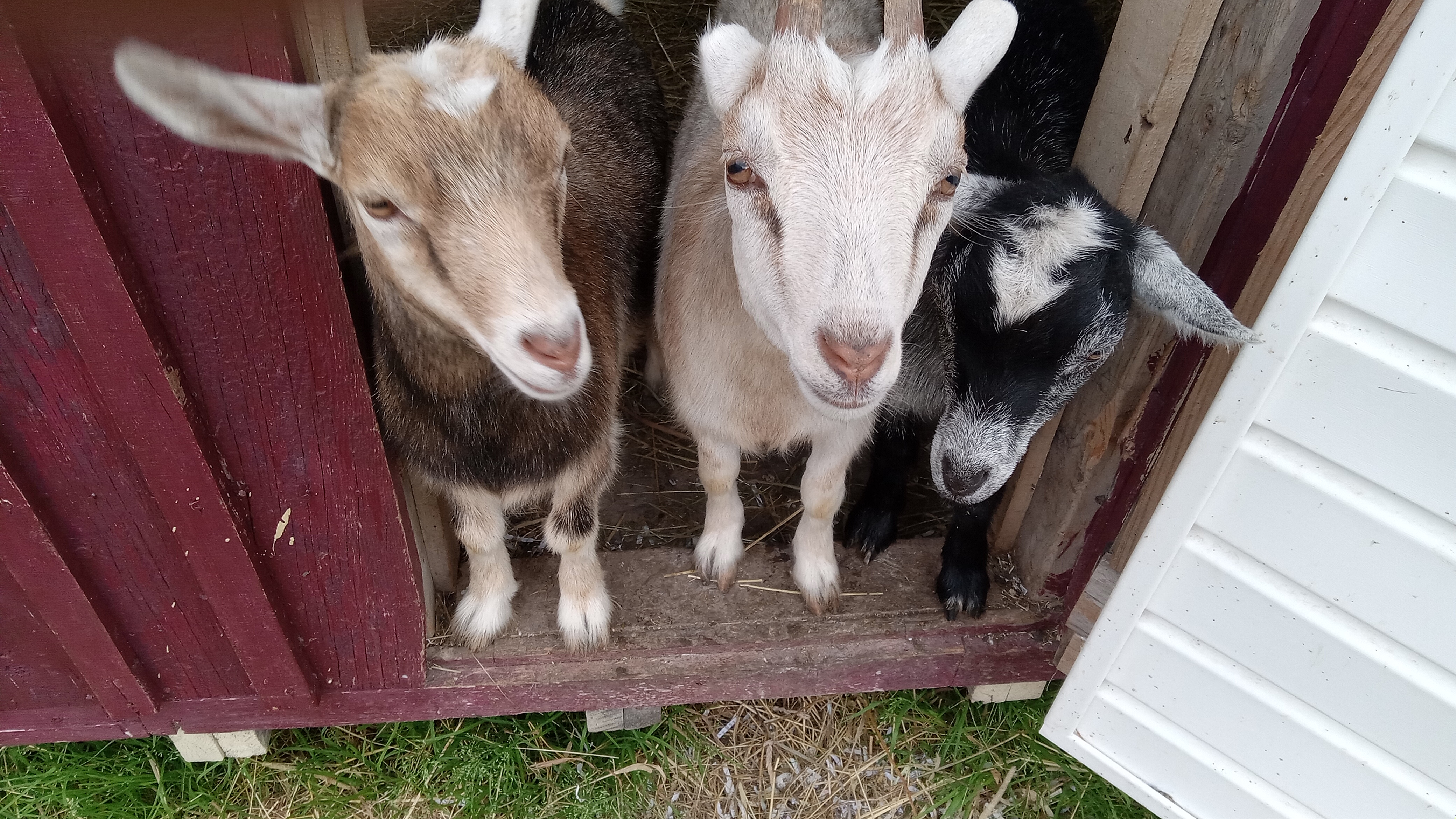 Photo de Lisbeth, Pedro et Spooky