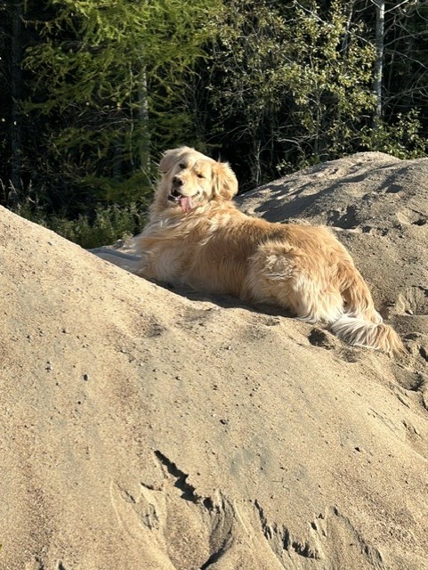 Photo de Stella