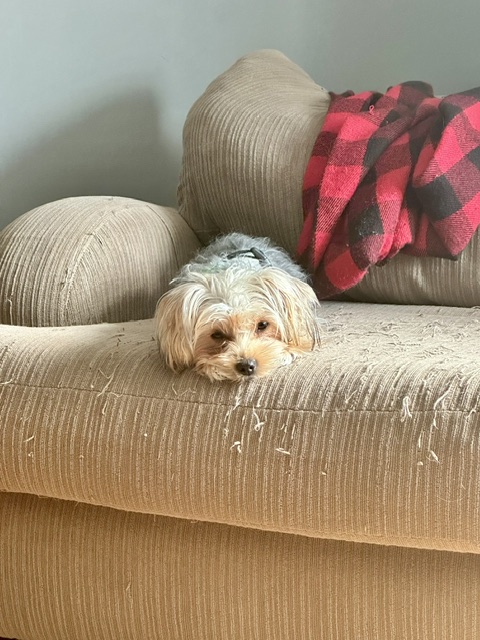 Photo de Rosie