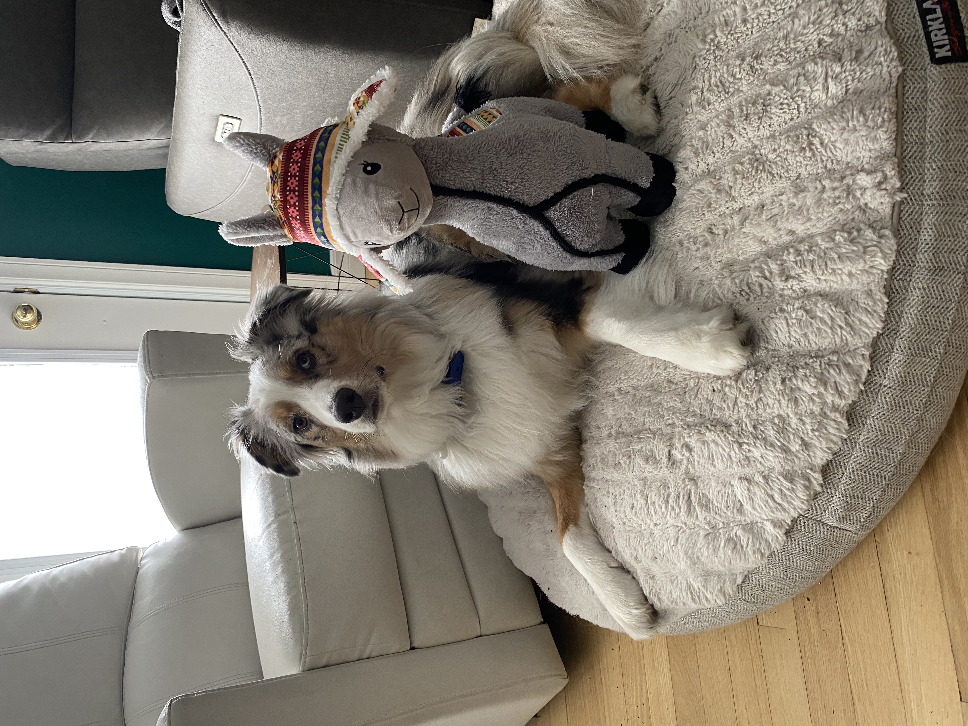 Photo de Merlin