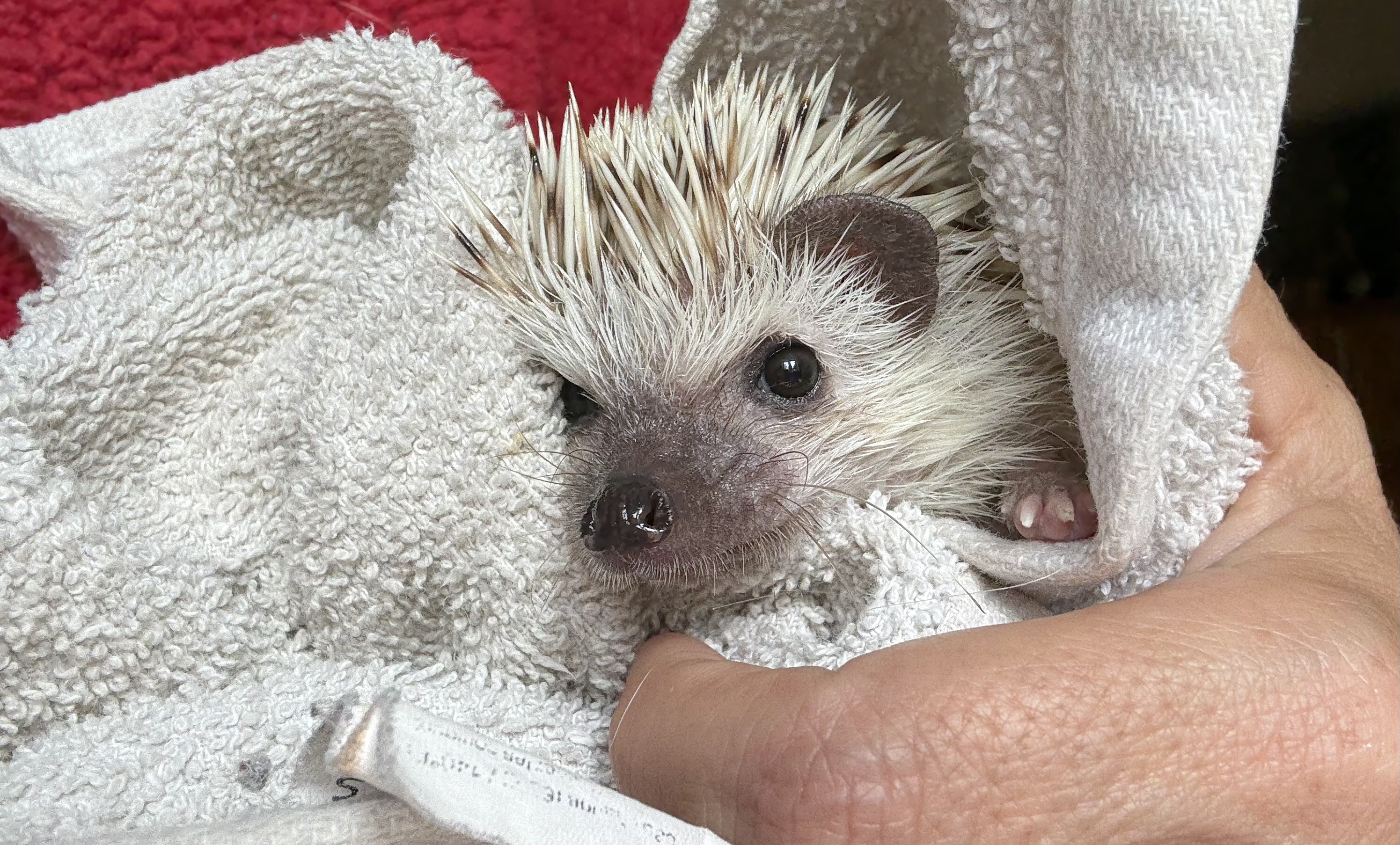 Photo de Phenix, partenaire de Nancy Kingsley