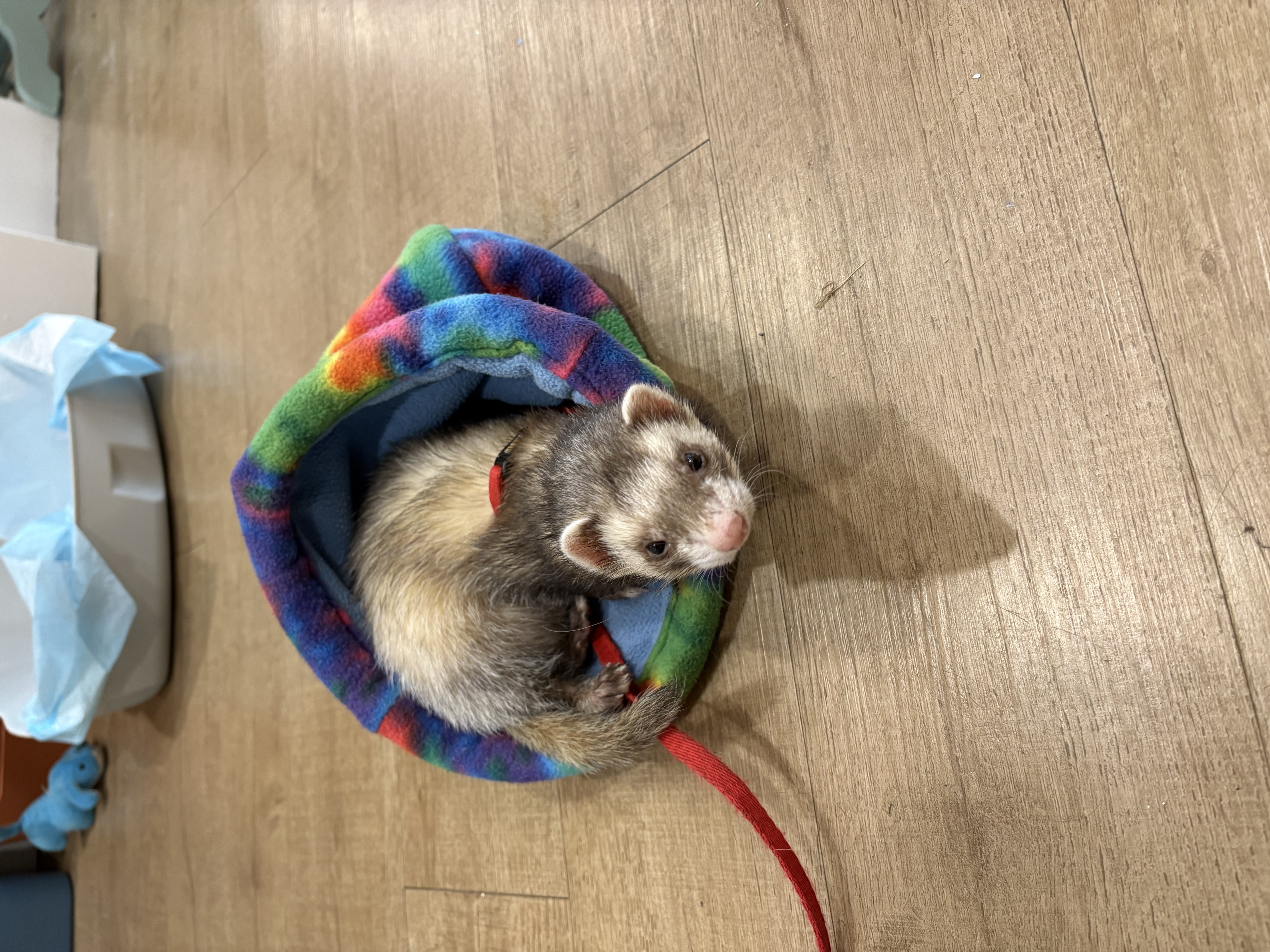 Photo de Luna