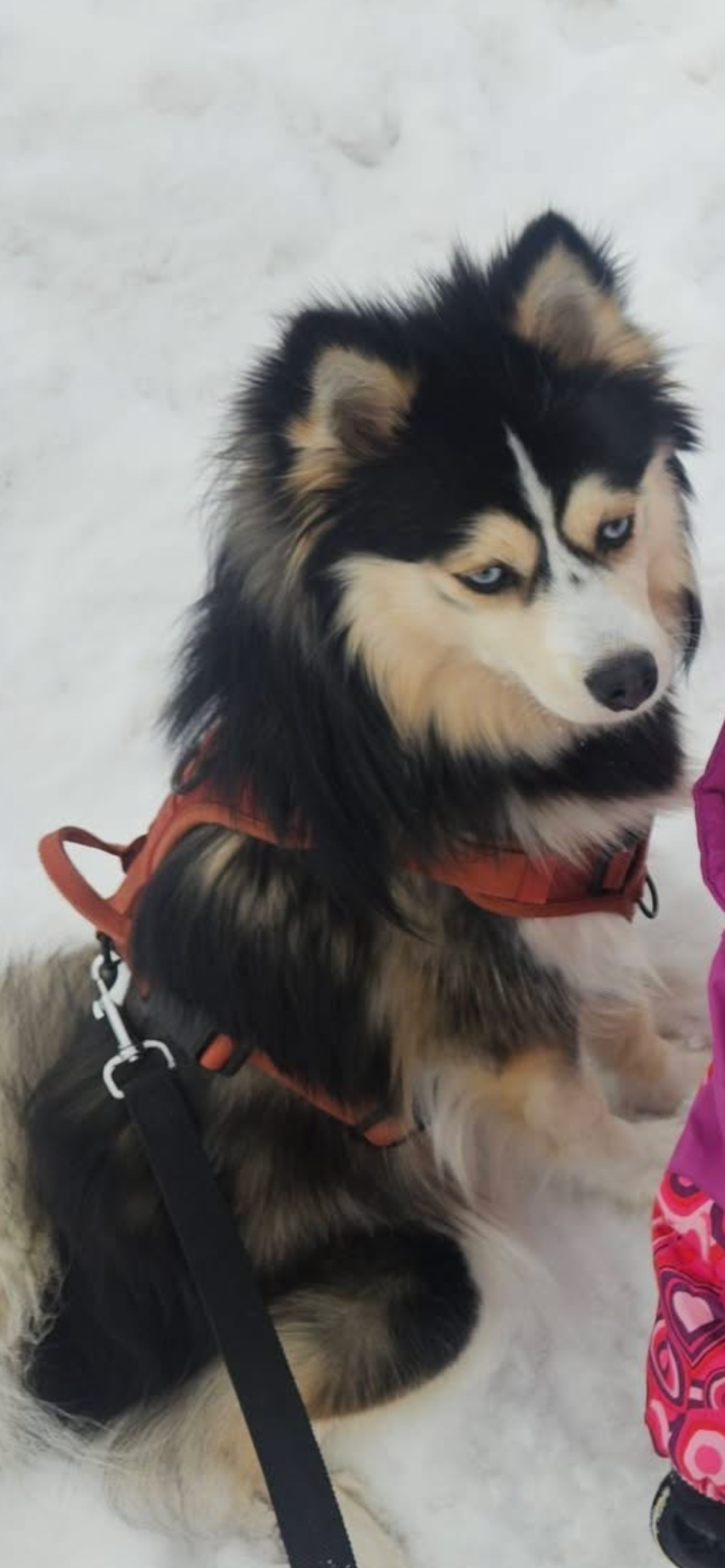 Photo de Vaiana