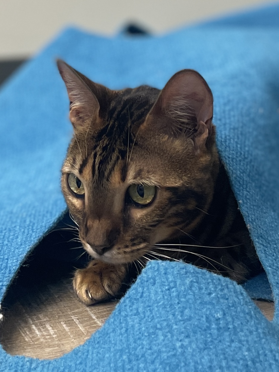 Photo de Kira