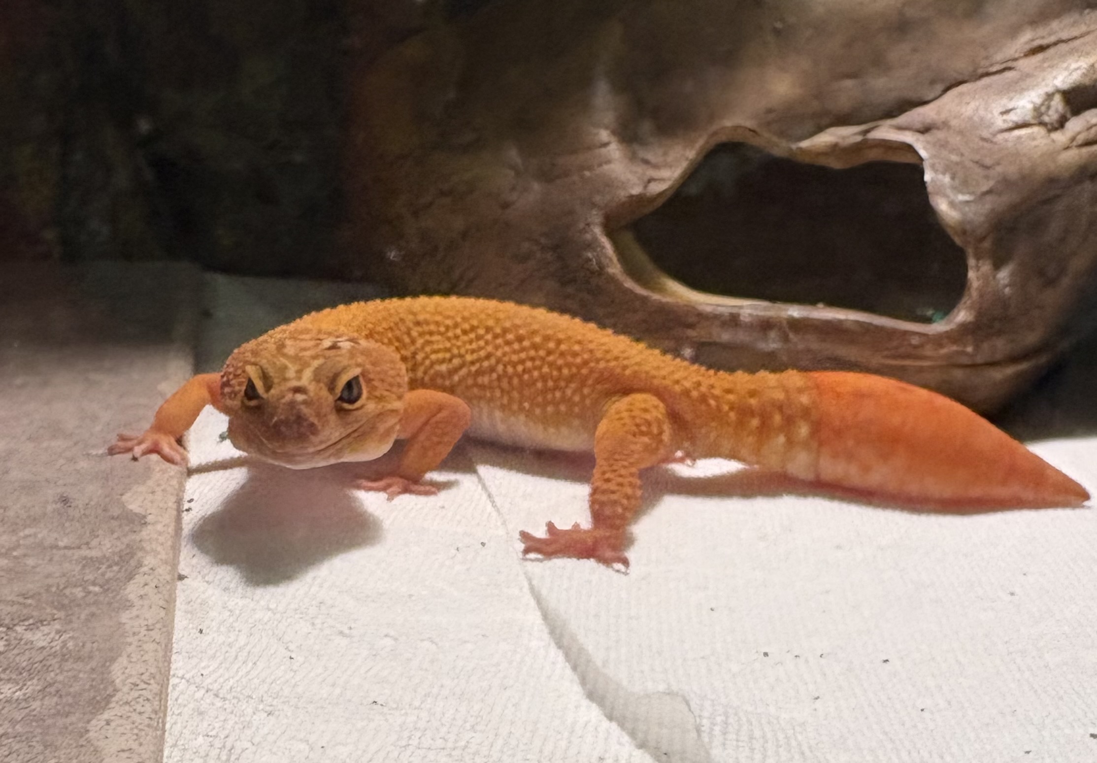 Photo de Nova , partenaire de Nancy Kingsley