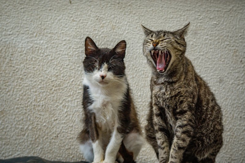 Le calme au bout des pattes